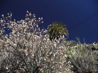 Wandern bei der Mandelblüte auf den Kanaren