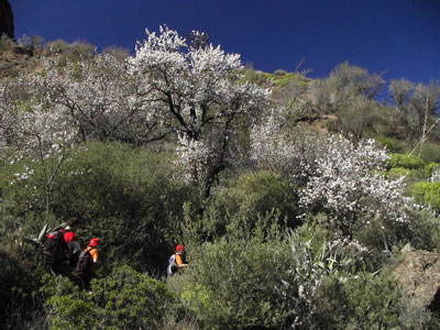 Wandern durch blühende Mandelbäume auf den Kanaren